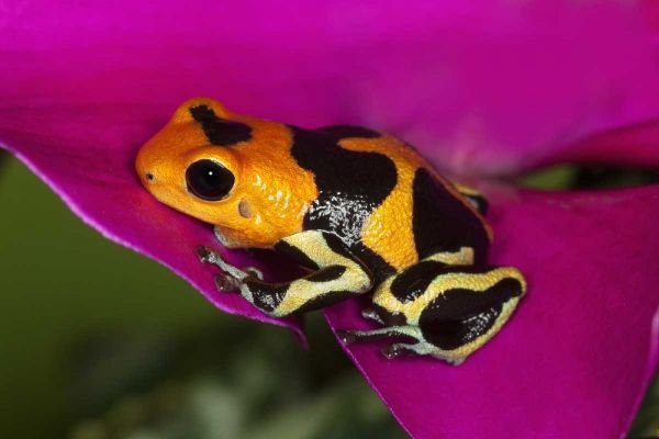 South America, Peru Intermedius imitator frog